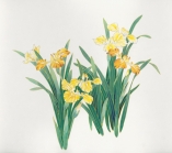 15307 Yellow Flowers  